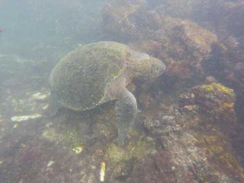 G0330481